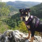 Mi pequeña Staffy tricolor Rotty